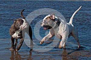 Two bulldog playing at the beach photo
