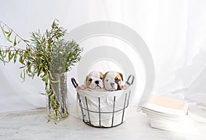 Two bulldog puppies in basket