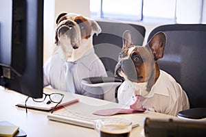 Two Bulldogs Dressed As Businessmen At Desk With Computer