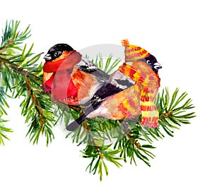 Two bullfinch in winter clothes, hat and scarf, on fir tree