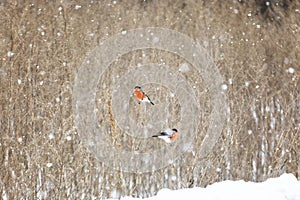 Two bullfinches sit on stalks of dry grass