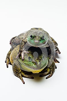 Two Bullfrogs on White