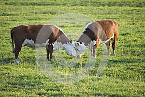 Two bulls butting photo