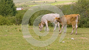 Two bulls coupled together by rope grazing on green field in mountain valley