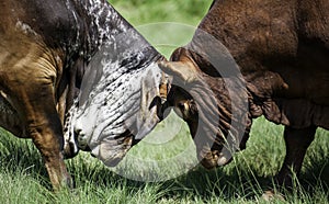 Two bulls fighting or battle for dominance photo