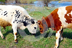 Two bulls on a meadow