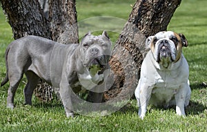 Two bully breeds posing by a tree at the park