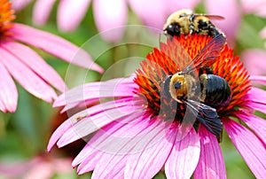 Two Bumble Bees Hard at Work Harvesting Pollen From a Large Echinacea Flower photo