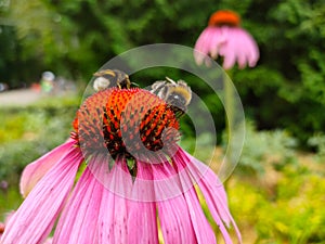 Two bumblebees on blooming Echinacea flowers