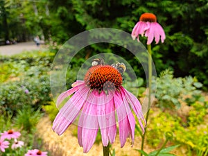 Two bumblebees on blooming Echinacea flowers