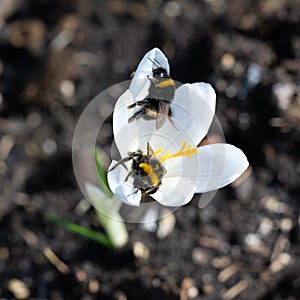 Two bumblebees collecting pollen on flowering white crocus on first spring days.