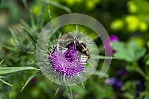 Two Bumblebees competing over pollen on an Onopordum Tauricum plant photo