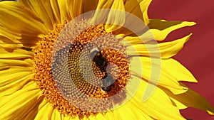 Two bumblebees is on a elecampane flower