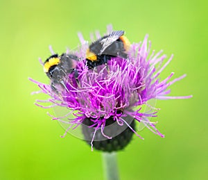 Bumblebees on thistle photo