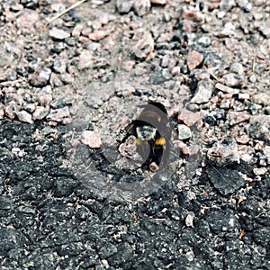 Humble rumble bees photo