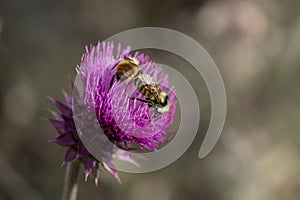 Two Bumblebees on a Purple Thistle Flower in Utah Mountains photo