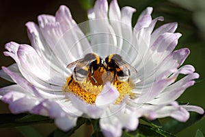 Dos abejorros llevar polen sobre el flor 