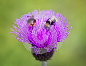 Two Bumblebees on thistle head photo