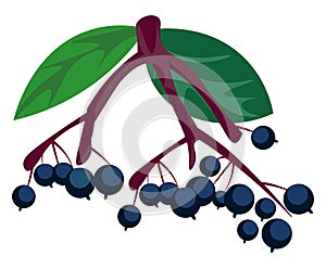 Two bunch of elderberries on the branches of a tree vector or color illustration