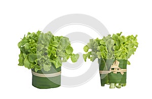 Two bunch of fresh organic green oak lettuce on isolated white background