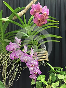 Two bunch of purplish red orchids