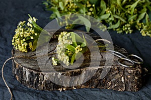 Two bunches of freshly picked flowers of Linden and scissors on an old wooden stump for the image of drying medicinal herbs