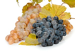 Two bunches of ripe, juicy green and dark grapes with leaves close-up, isolated on a white background