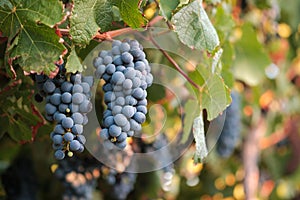 Two bunches of Syrah grapes on vine at sunset