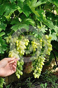 Two bunches of white grape and a hand