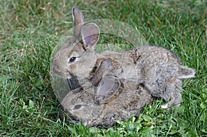 Two bunnies