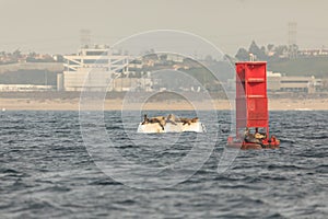 Two buoys full of sea lions photo