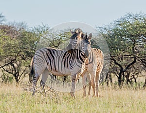 Two Burchell`s Zebra