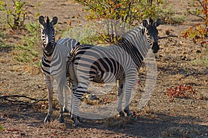 Two Burchell`s Zebra Equus burchelli resting in the shadow. Kruger national park, South Africa