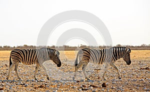 Two Common - Burchell - Zebra walking across the African Plains