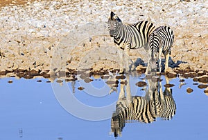 Two Burchell Zebra drinking with beautiful water reflection