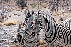 Two Burchells Plains Zebra in Etosha National Park, Namibia