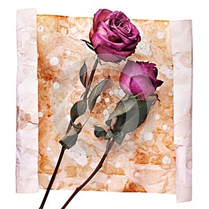 Two burgundy rose flowers on painted crumpled aged paper background close up isolated on white, holiday invitation, greeting card