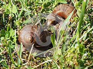 Two Burgundy snails - Helix pomatia is also a Roman snail