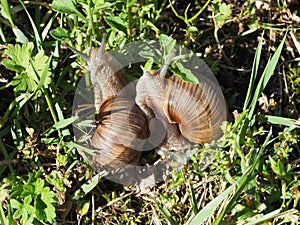 Two Burgundy snails - Helix pomatia is also a Roman snail