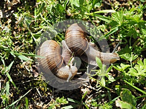 Two Burgundy snails - Helix pomatia is also a Roman snail