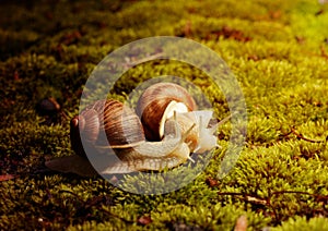 Two Burgundy snails (Helix pomatia) on the moss under bright autmn sun