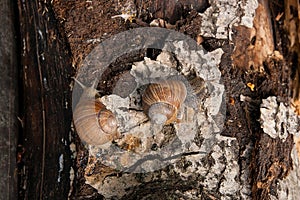 Two Burgundy snails Helix, Roman snail, edible snail, escargot