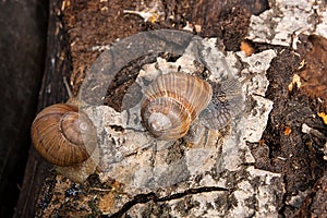 Two Burgundy snails Helix, Roman snail, edible snail, escargot