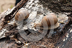 Two Burgundy snails Helix, Roman snail, edible snail, escargot