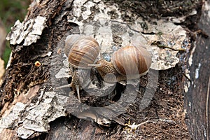 Two Burgundy snails Helix, Roman snail, edible snail, escargot