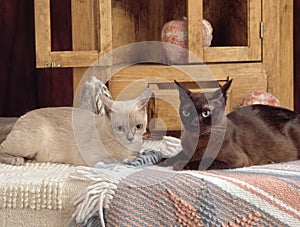 Two burmese cats