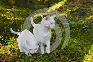 Two burmilla cats in the forrest