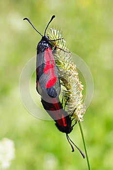 Two burnet butterflies