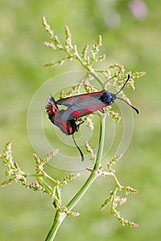 Two burnet butterflies
