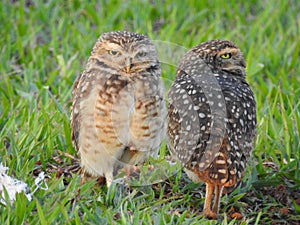 Two Burrowing owls